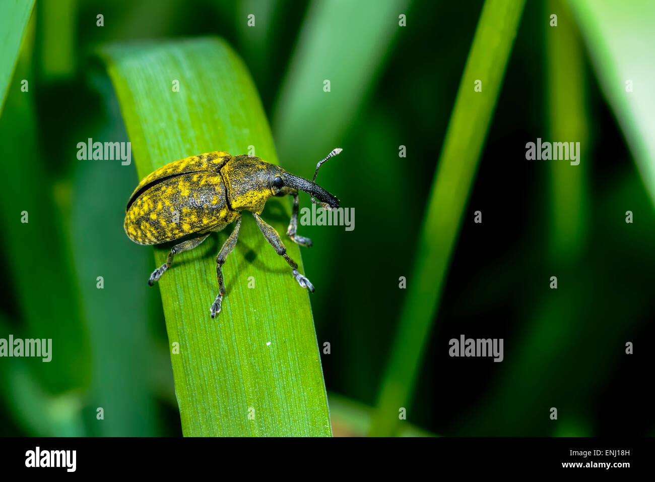 larinus sturnus, weevil Stock Photo Alamy