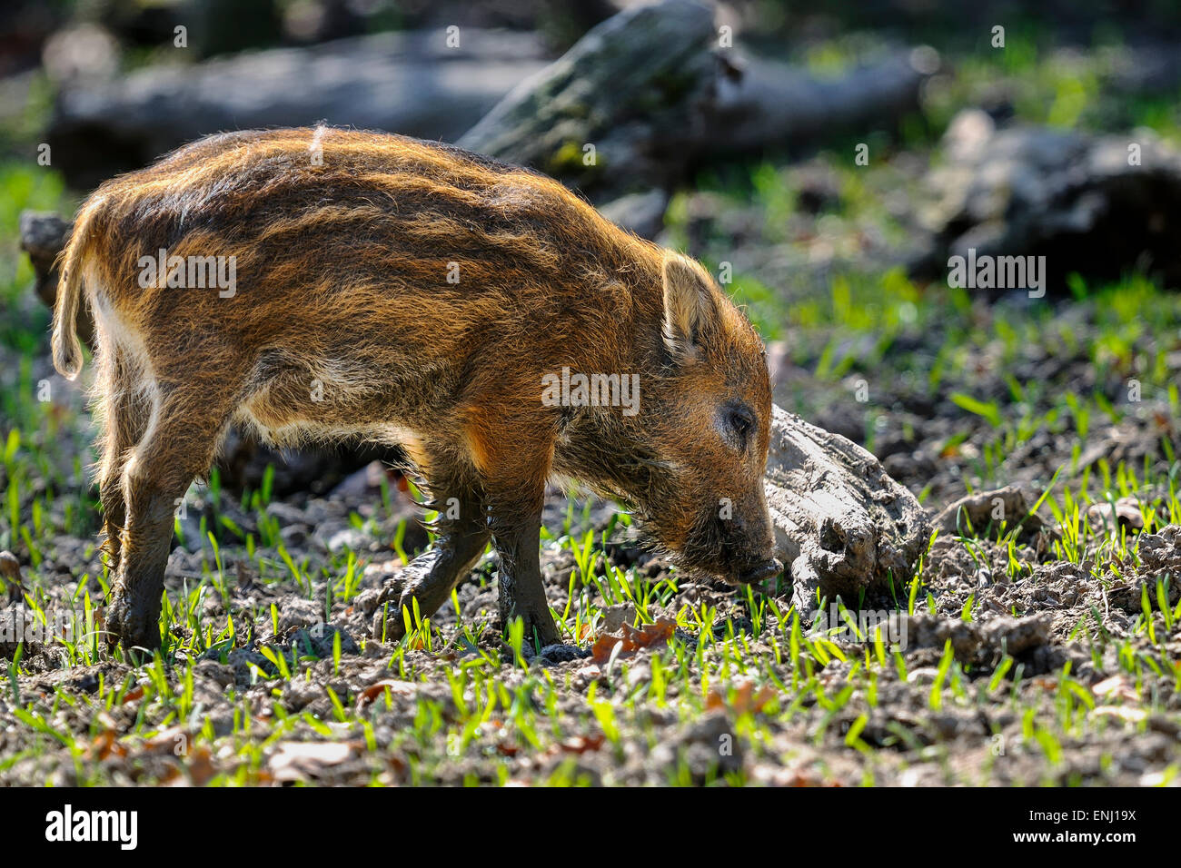 sus scrofa, wild boar Stock Photo