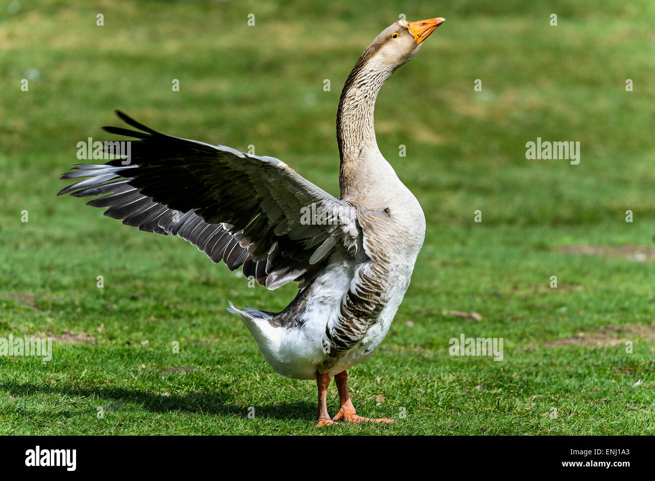 anser cygnoides, swan goose Stock Photo