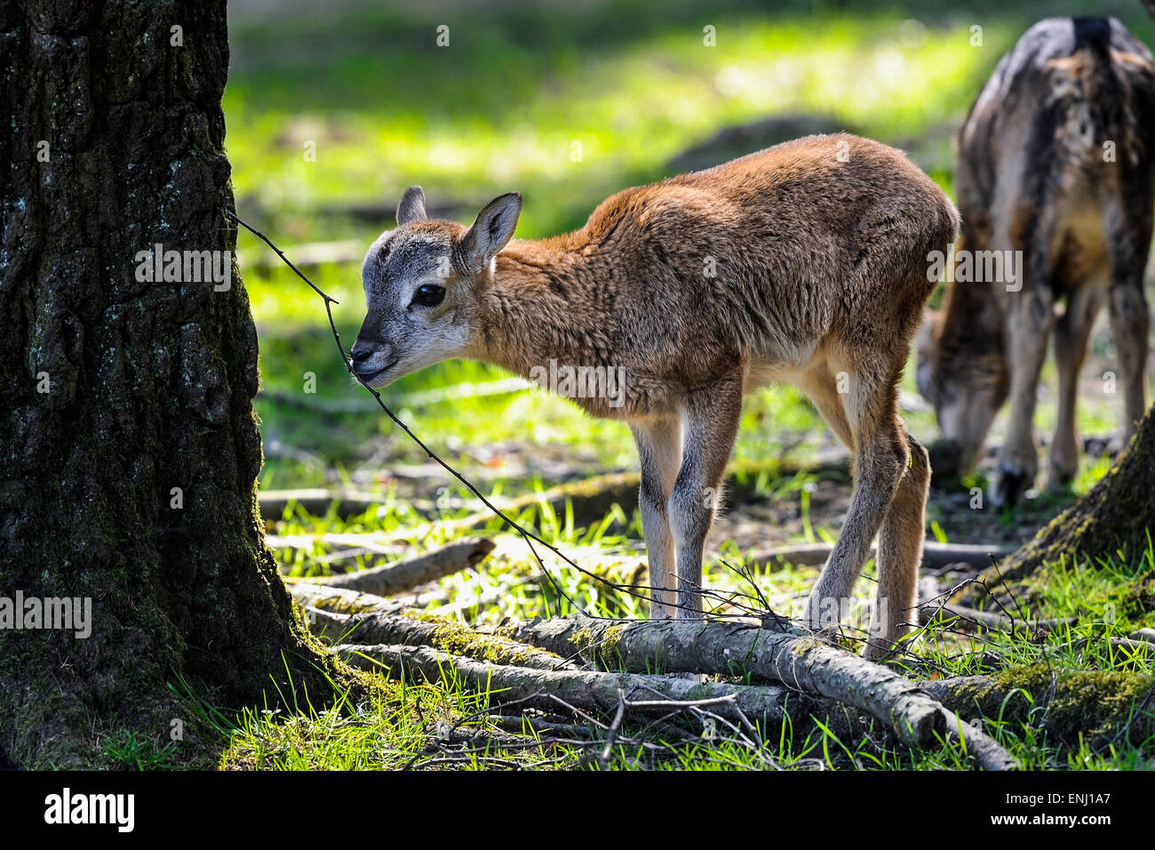 mouflon, ovis aries Stock Photo