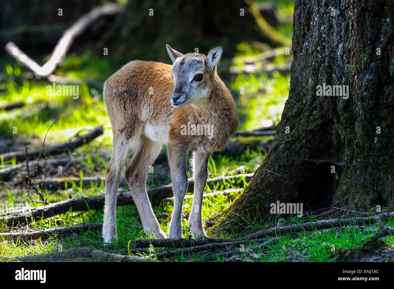 mouflon, ovis aries Stock Photo