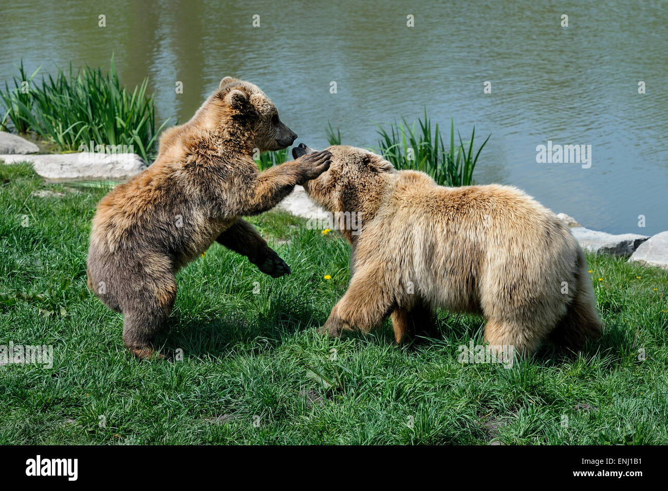 brown bear, ursus arctos Stock Photo