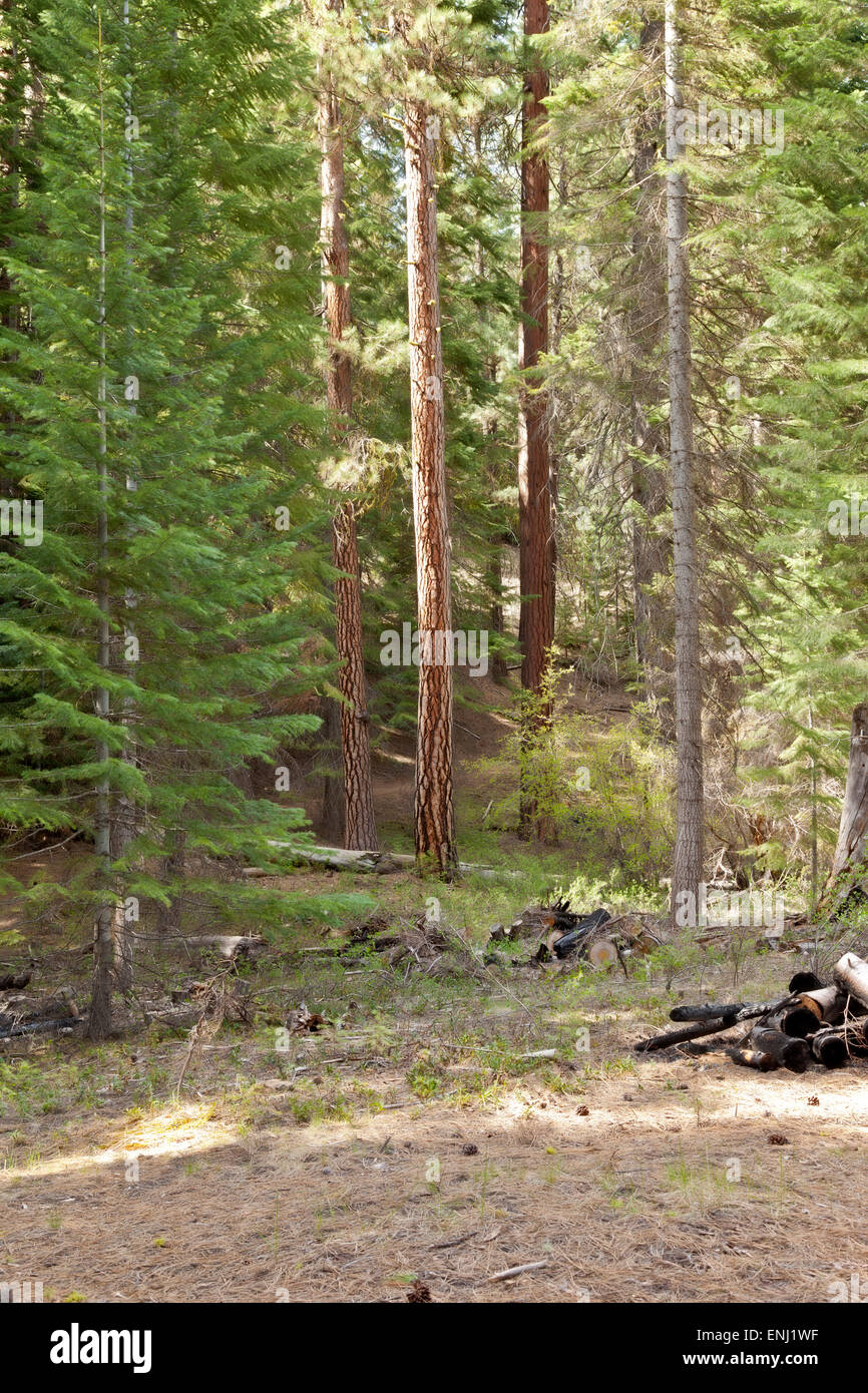 Ponderosa pine trees hires stock photography and images Alamy