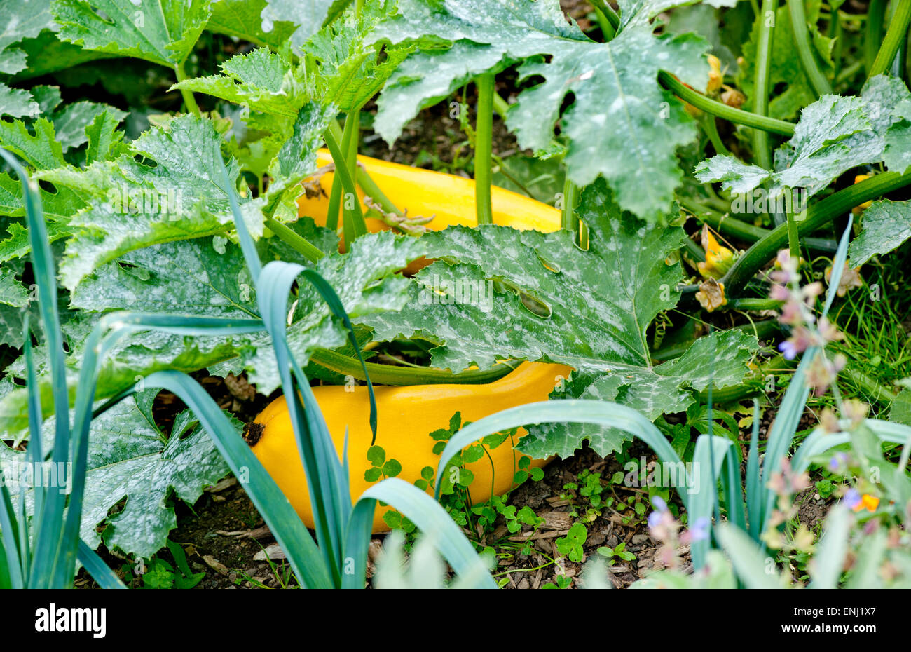Yellow squash plant growing in a garden Stock Photo Alamy