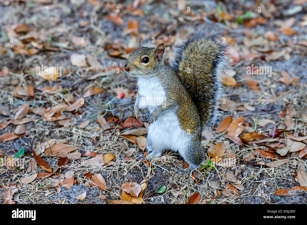 eastern gray squirrel Stock Photo