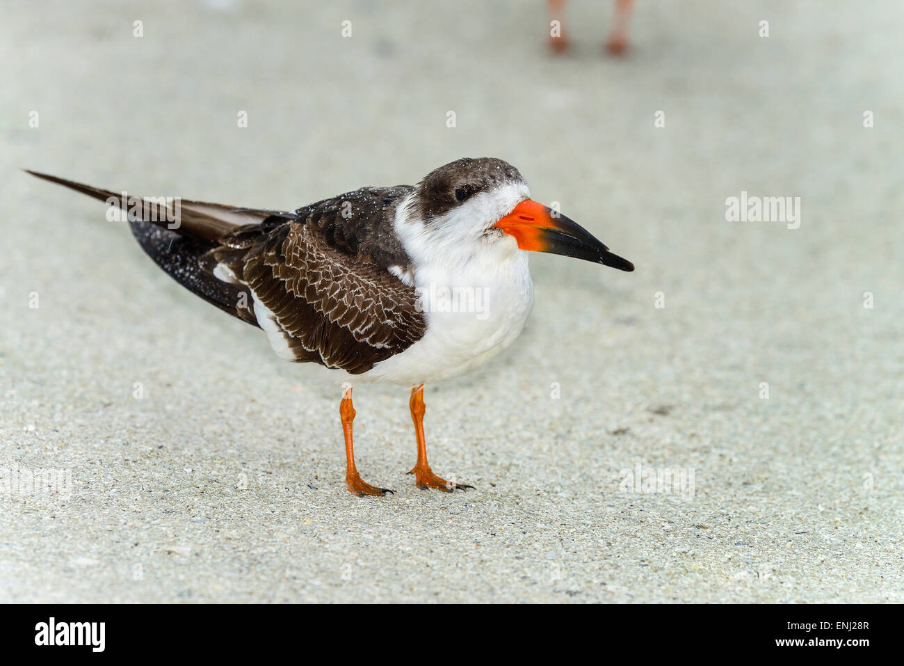 black skimmer Stock Photo