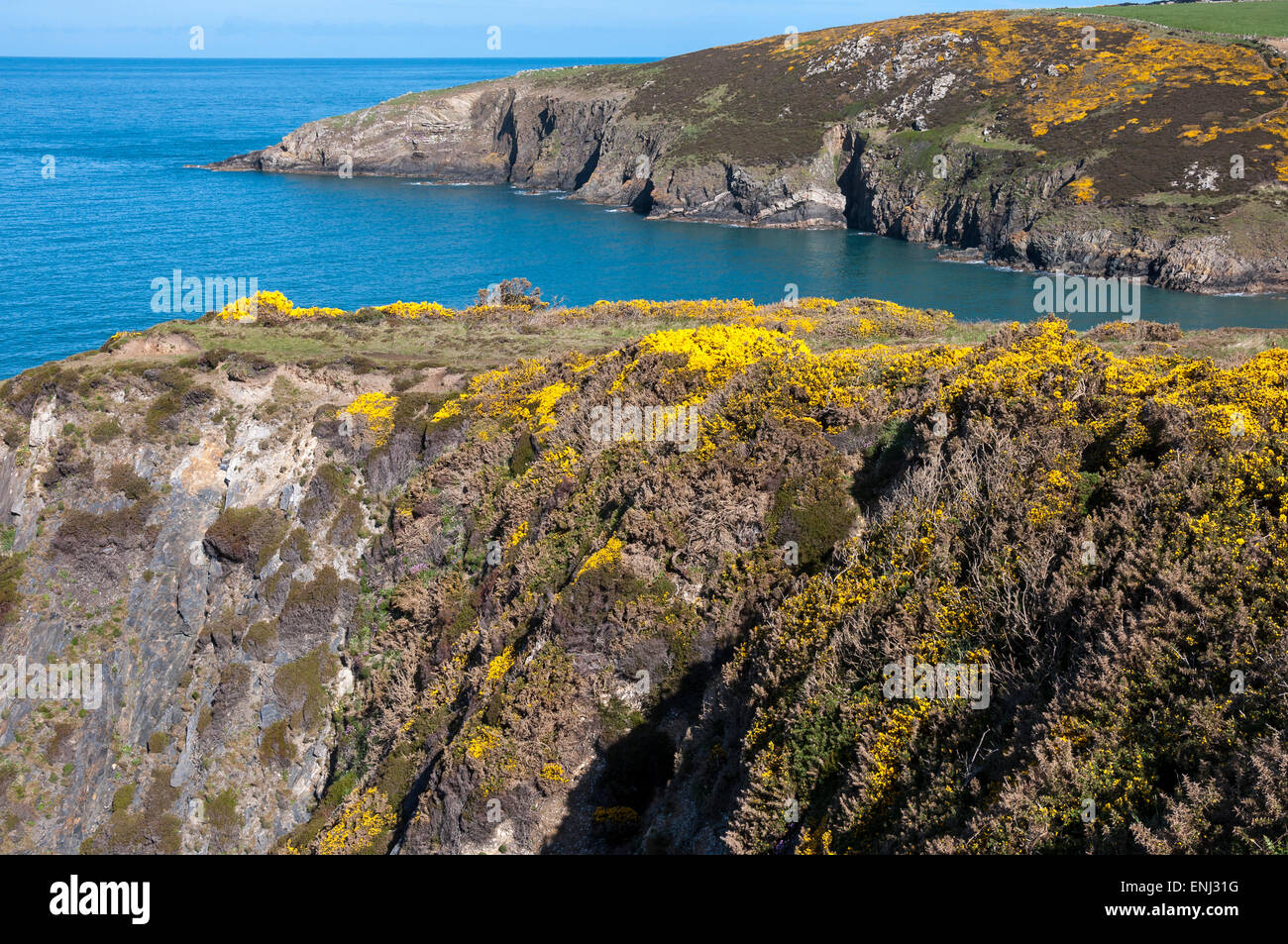 Gorse blooming on clifftops at Pwllcrochan in North Pembrokeshire on a sunny spring day. Stock Photo