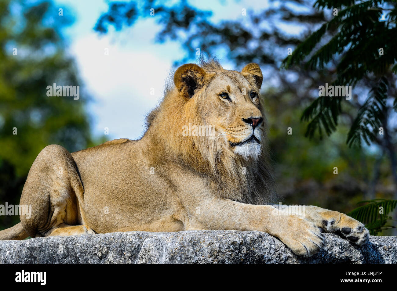 lion, panthera leo Stock Photo