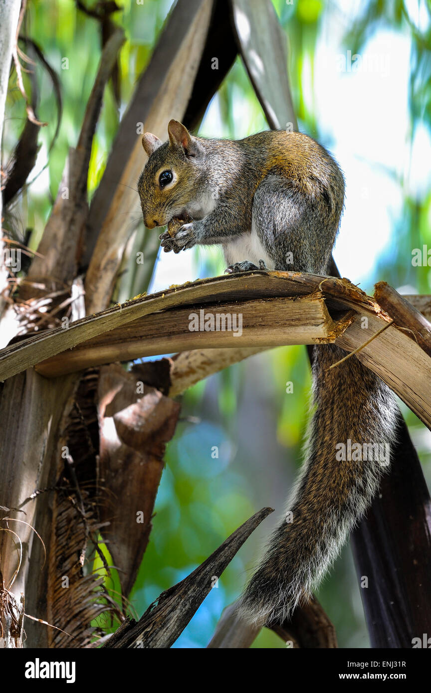 eastern gray squirrel, sciurus carolinensis Stock Photo