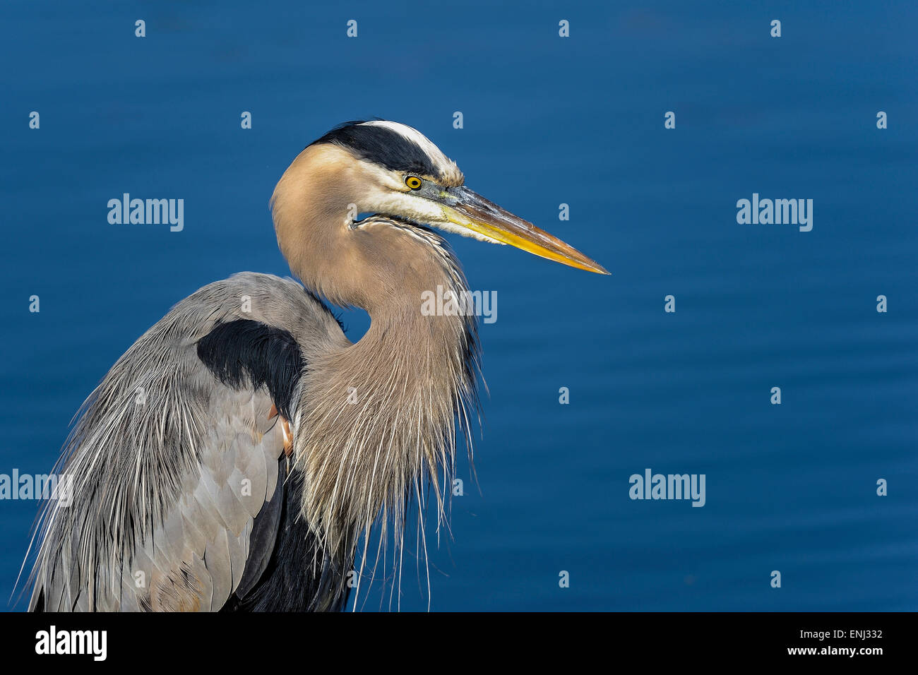 great blue heron, ardea herodias Stock Photo