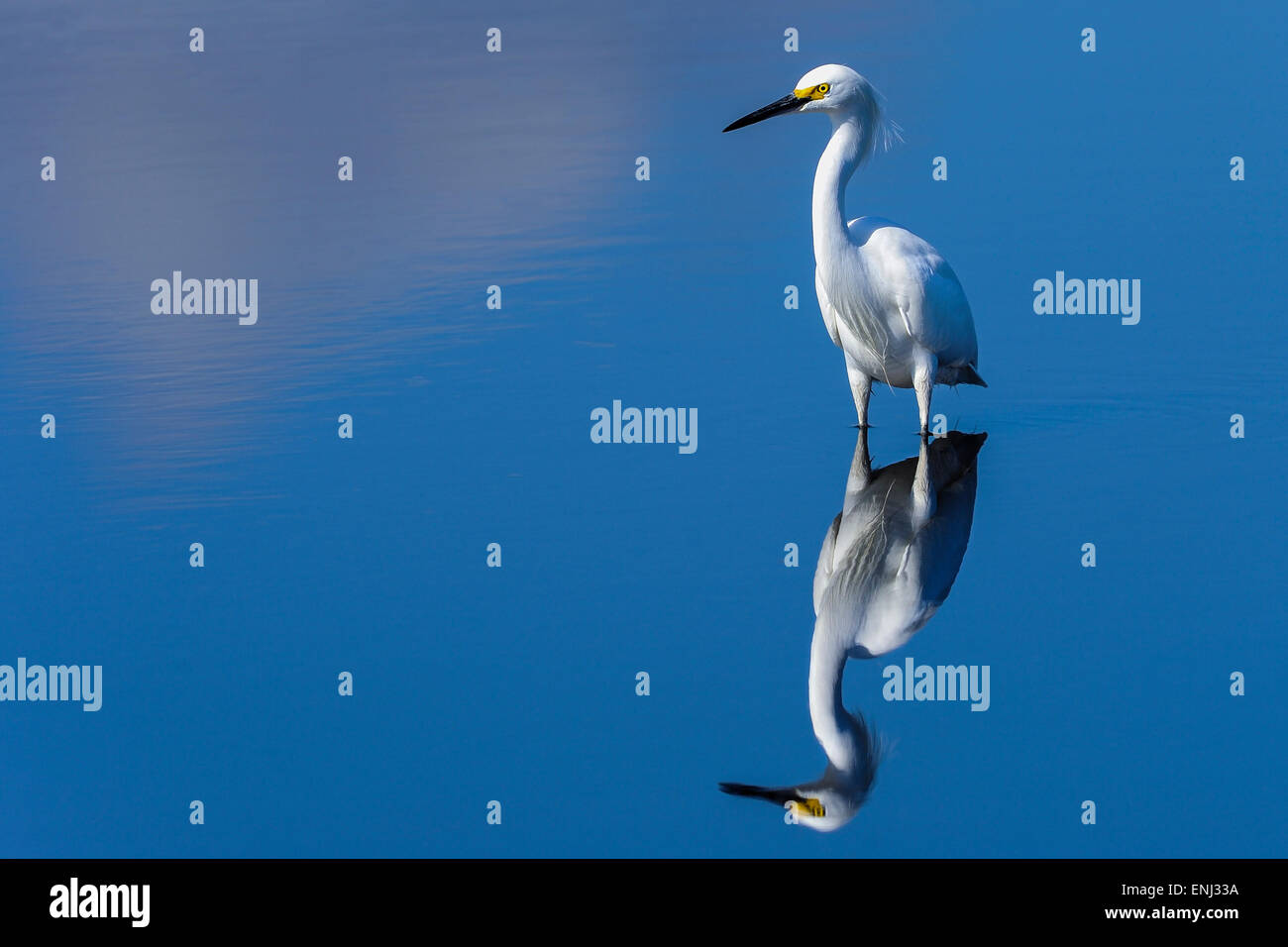 snowy egret, egretta thula Stock Photo