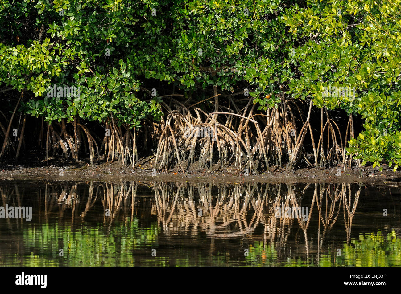 red mangrove, rhizophora mangle Stock Photo
