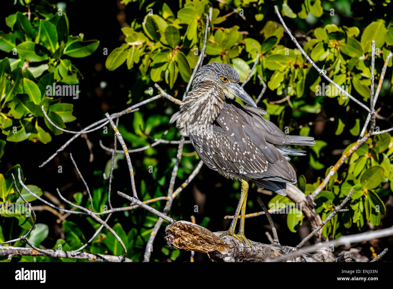 blackcrowned night heron, nycticorax nycticorax Stock Photo Alamy