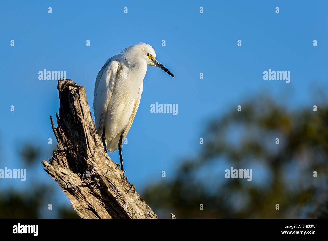 snowy egret, egretta thula Stock Photo