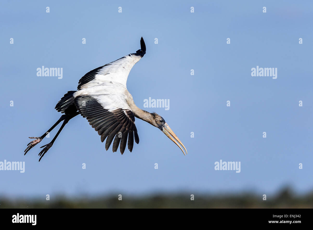 wood stork, mycteria americana Stock Photo