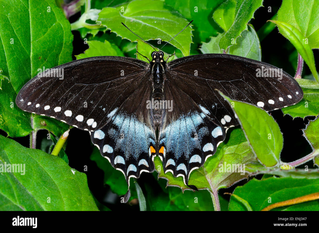 papilio troilus, spicebush swallowtail Stock Photo