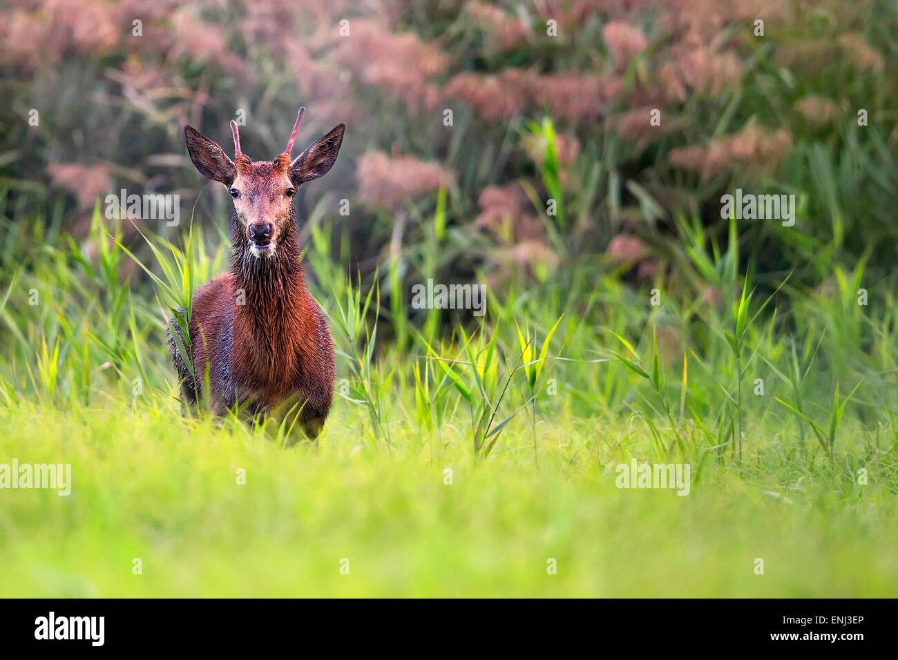 Red deer in the forest Stock Photo