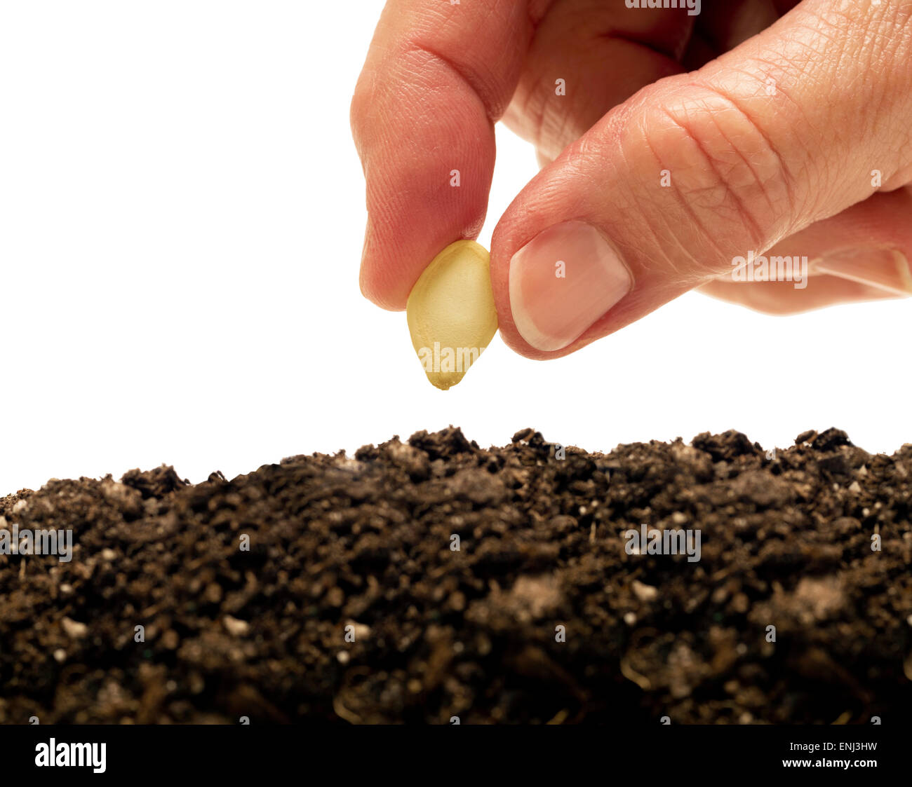 Planting A Seed Isolated On White Stock Photo - Alamy