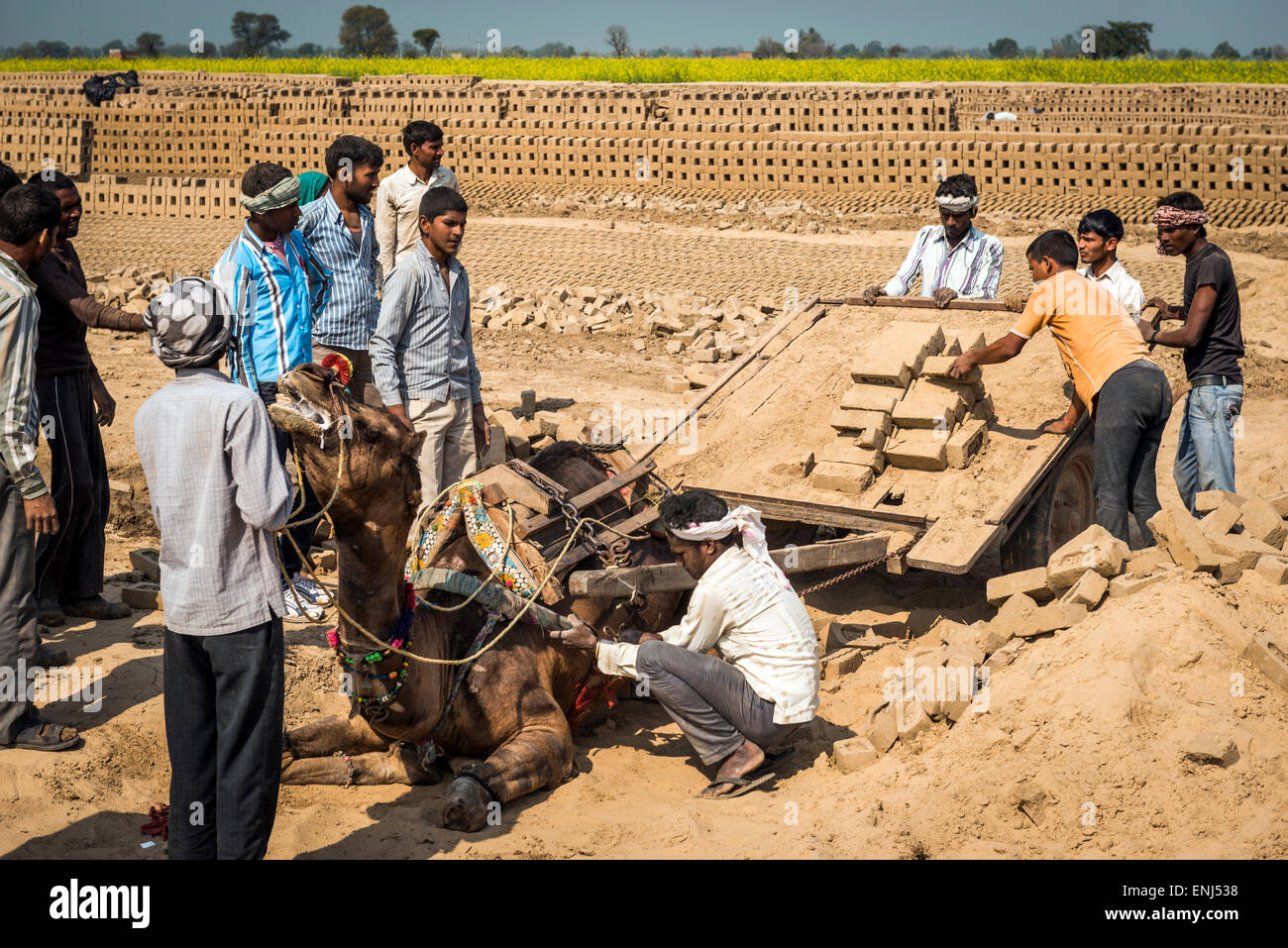 A tired camel collapses while moving bricks at a brick works in Uttar Pradesh, India Stock Photo