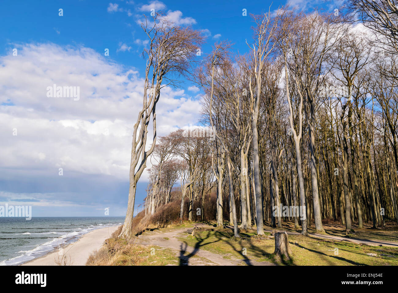Image of the famous ghost forest on the coast of Nienhagen on the Baltic Sea Stock Photo