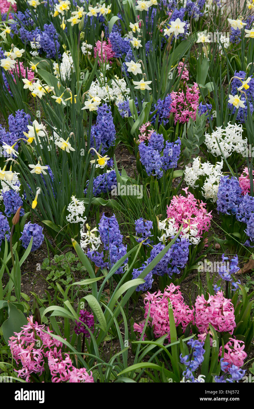 Scent garden flowers at RHS Harlow Carr gardens, Harrogate, England Stock Photo