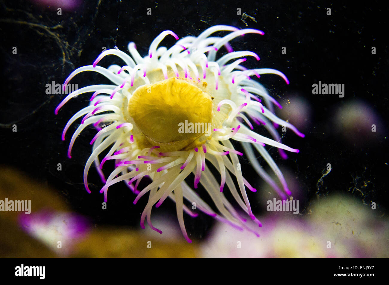 Sea anemones are water-dwelling, predatory animals Stock Photo - Alamy