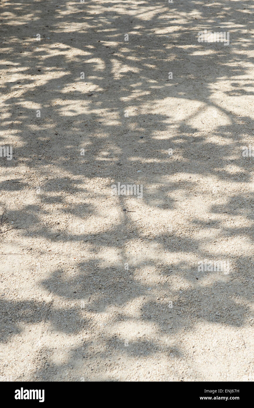 Tree shadow on a garden pathway Stock Photo