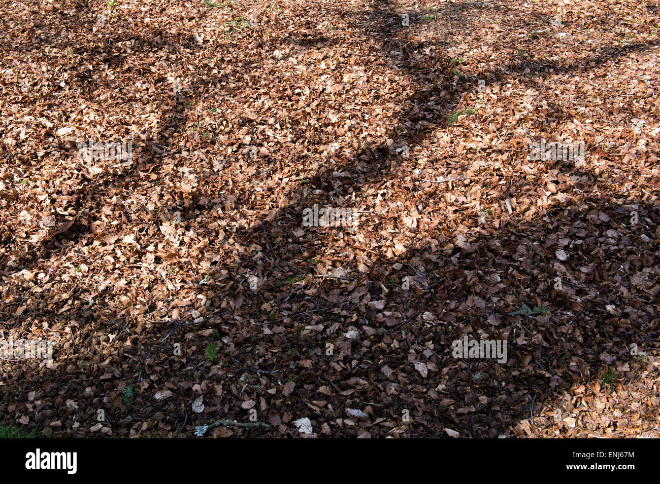 Tree shadow on dead leaves Stock Photo