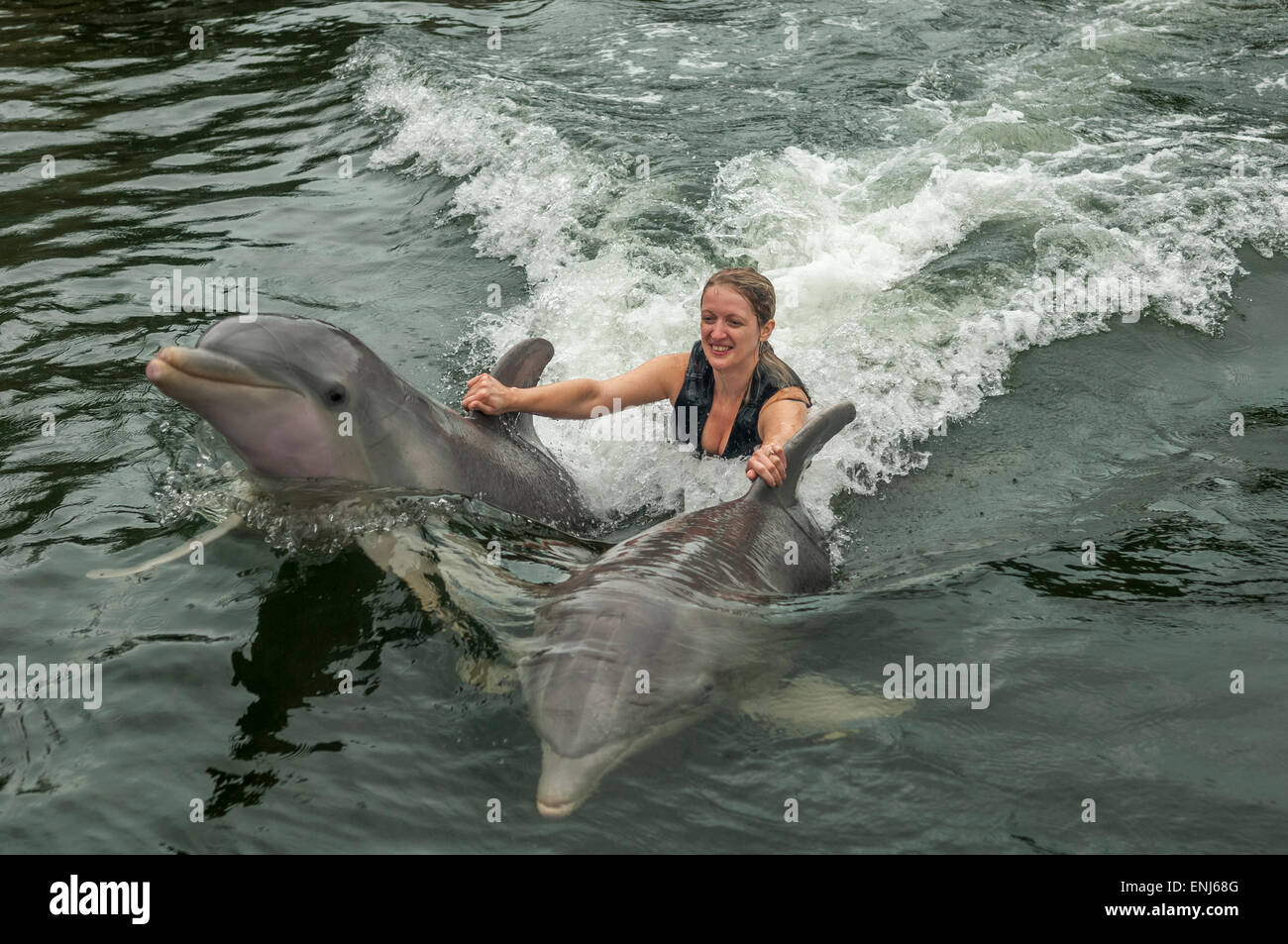 Swimming with dolphins at Dolphins Plus, a dolphin research & interaction center in Key Largo, FL. USA Stock Photo