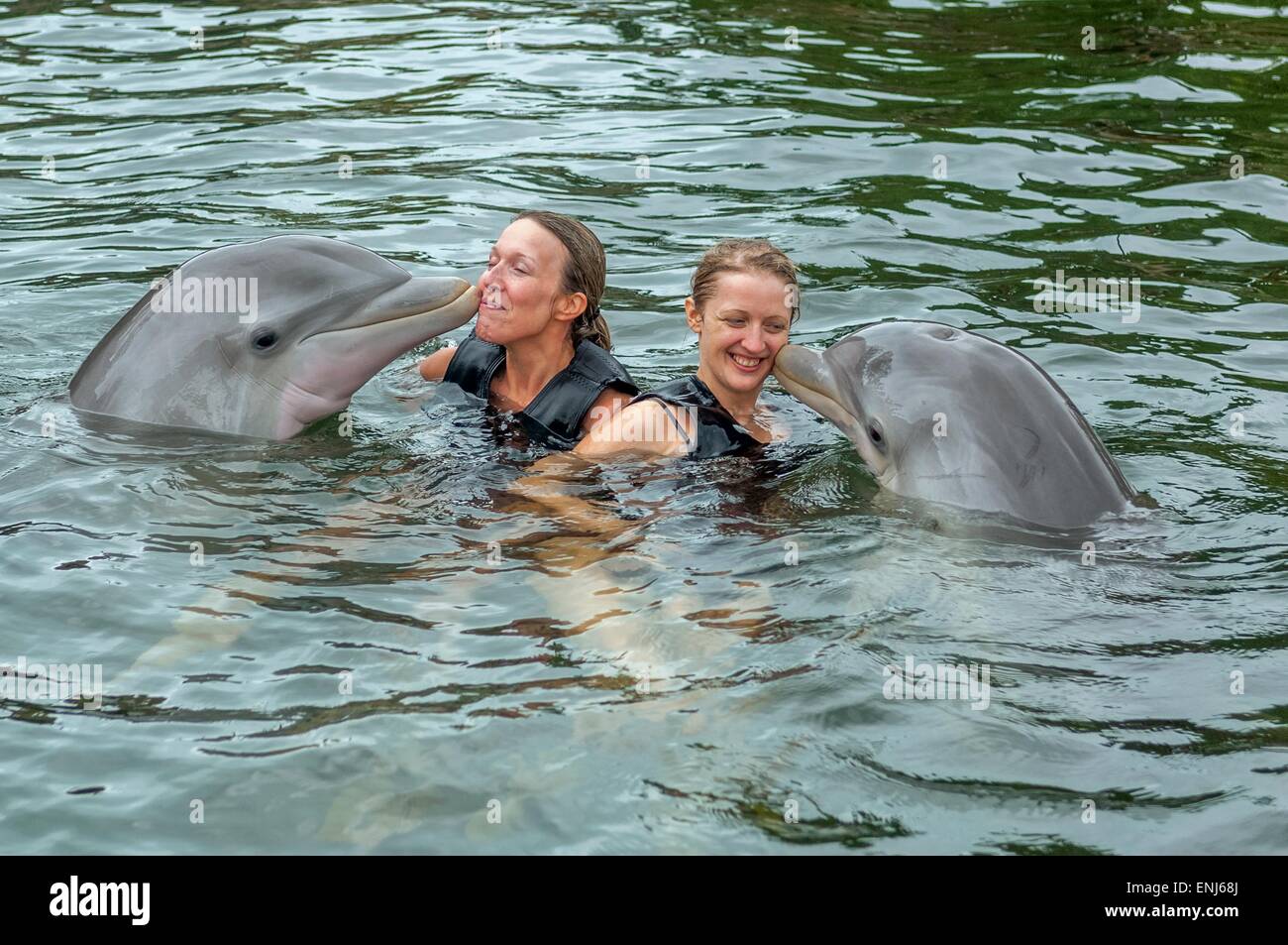 Swimming with dolphins at Dolphins Plus Bayside, a dolphin research & interaction center in Key Largo, FL. USA Stock Photo