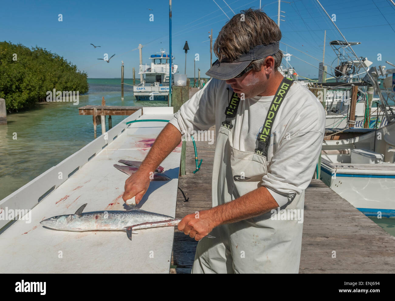 Cleaning and filleting a fish caught on a fishing boat trip at Robbies