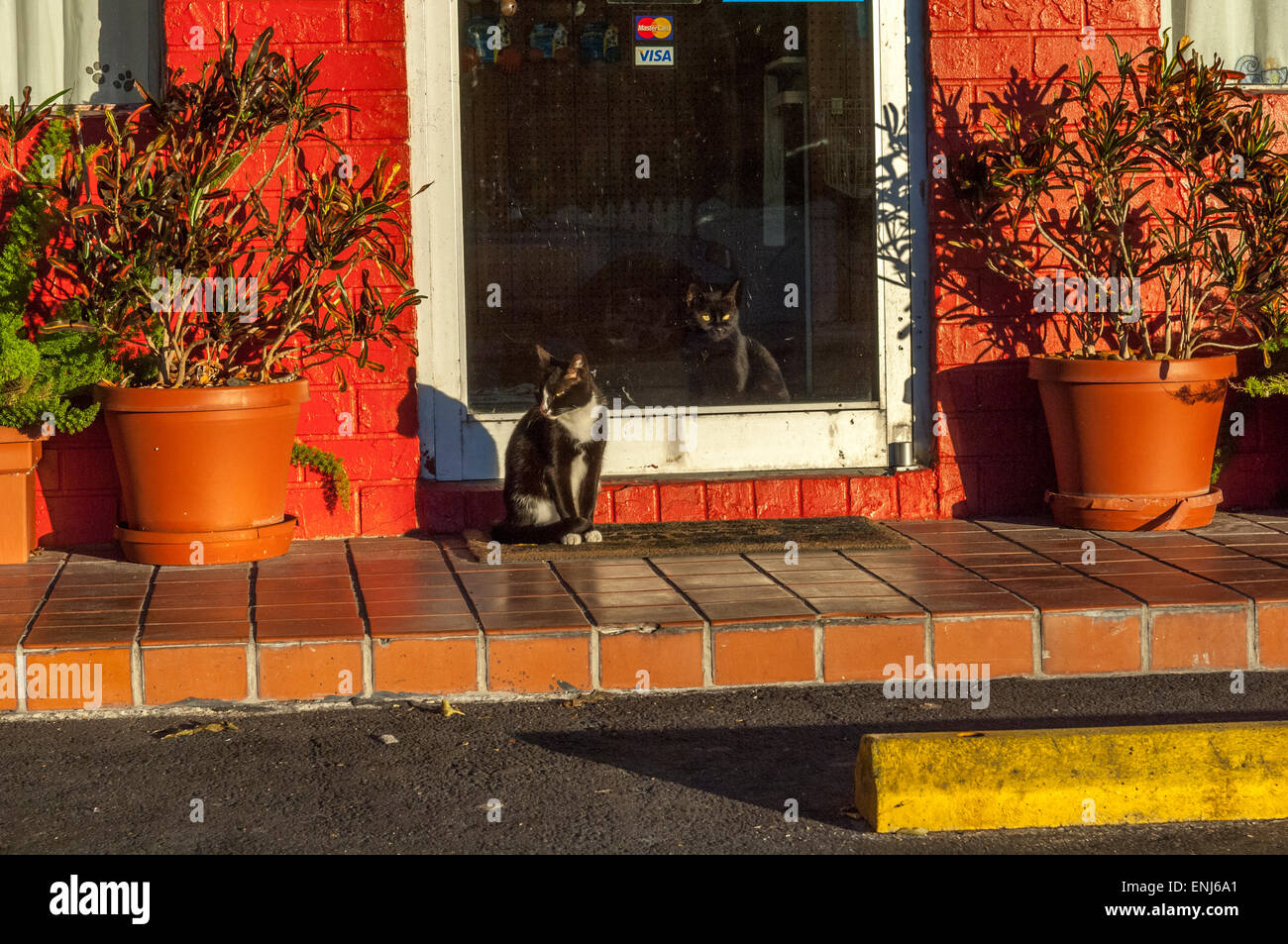 A pair of cats. Key West. Florida Keys. USA Stock Photo Alamy