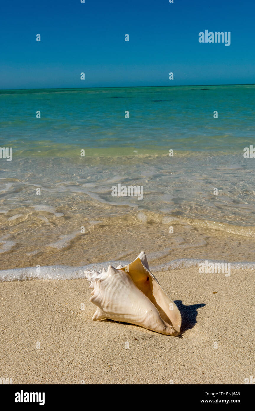 Washed-up conch shell. Key West. Florida Keys. USA Stock Photo