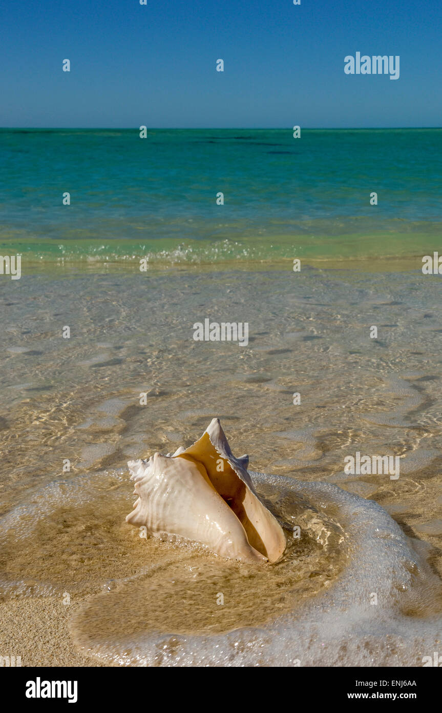 Washed-up conch shell. Key West. Florida Keys. USA Stock Photo
