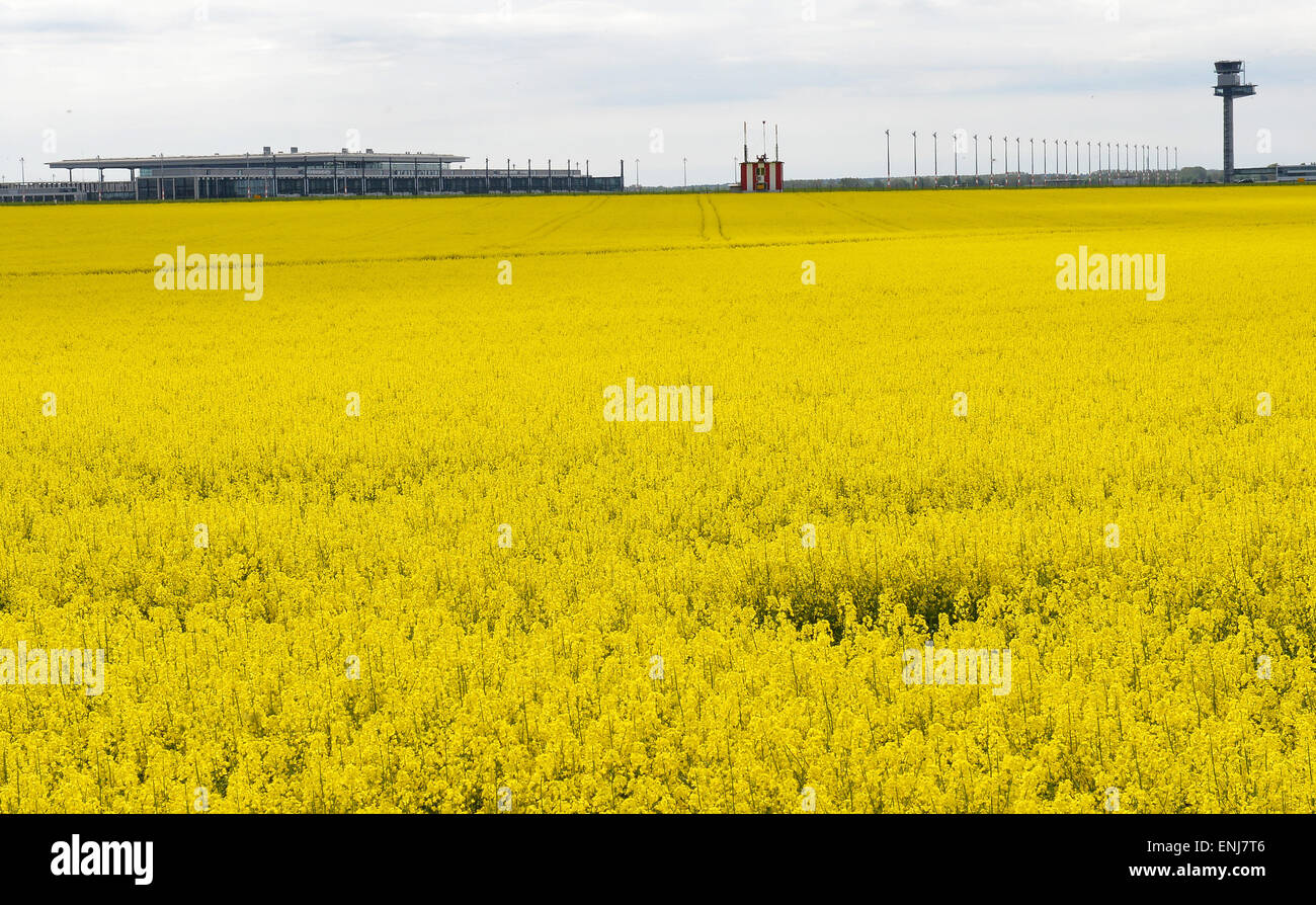 Schoenefeld, Germany. 06th May, 2015. Rapeseed fields grow in front of the future Berlin airport in Schoenefeld, Germany, 06 May 2015. The airport began with the restoration of the take-off and landing strips of Schoenefeld Airport - the future North runway of the new BER Airport. Photo: BERND SETTNIK/dpa/Alamy Live News Stock Photo