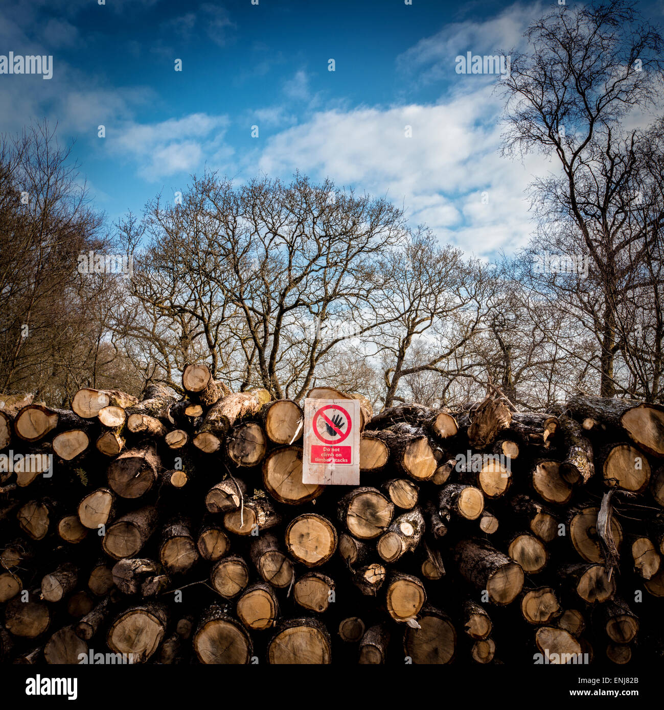 Stacked logs in a woodland environment. Stock Photo