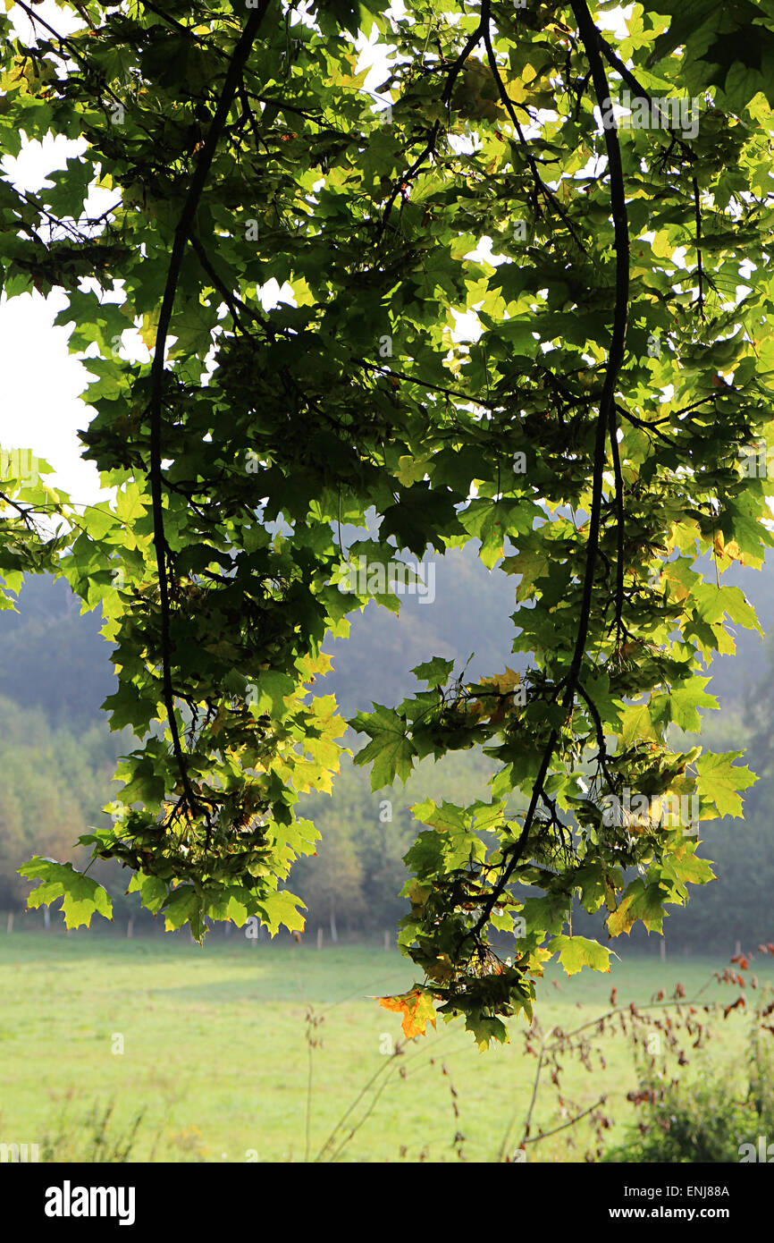 Background with oak hi-res stock photography and images - Alamy