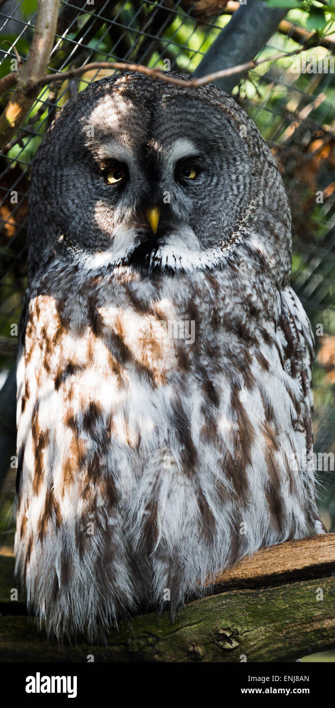 Great Grey Owl looks at camera Stock Photo