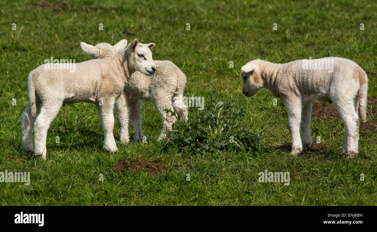 Lambs domestic hi-res stock photography and images - Alamy