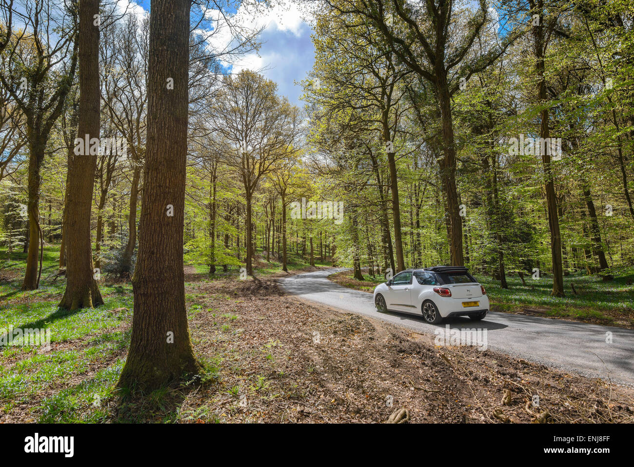 White car on quiet country road driving through Forest of Dean in