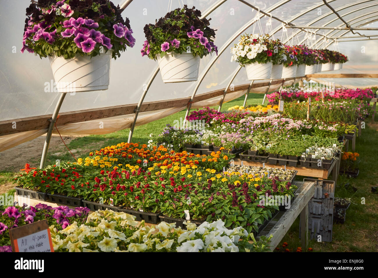 Farm greenhouse, Churchtown, Lancaster County, Pennsylvania, USA Stock Photo Alamy