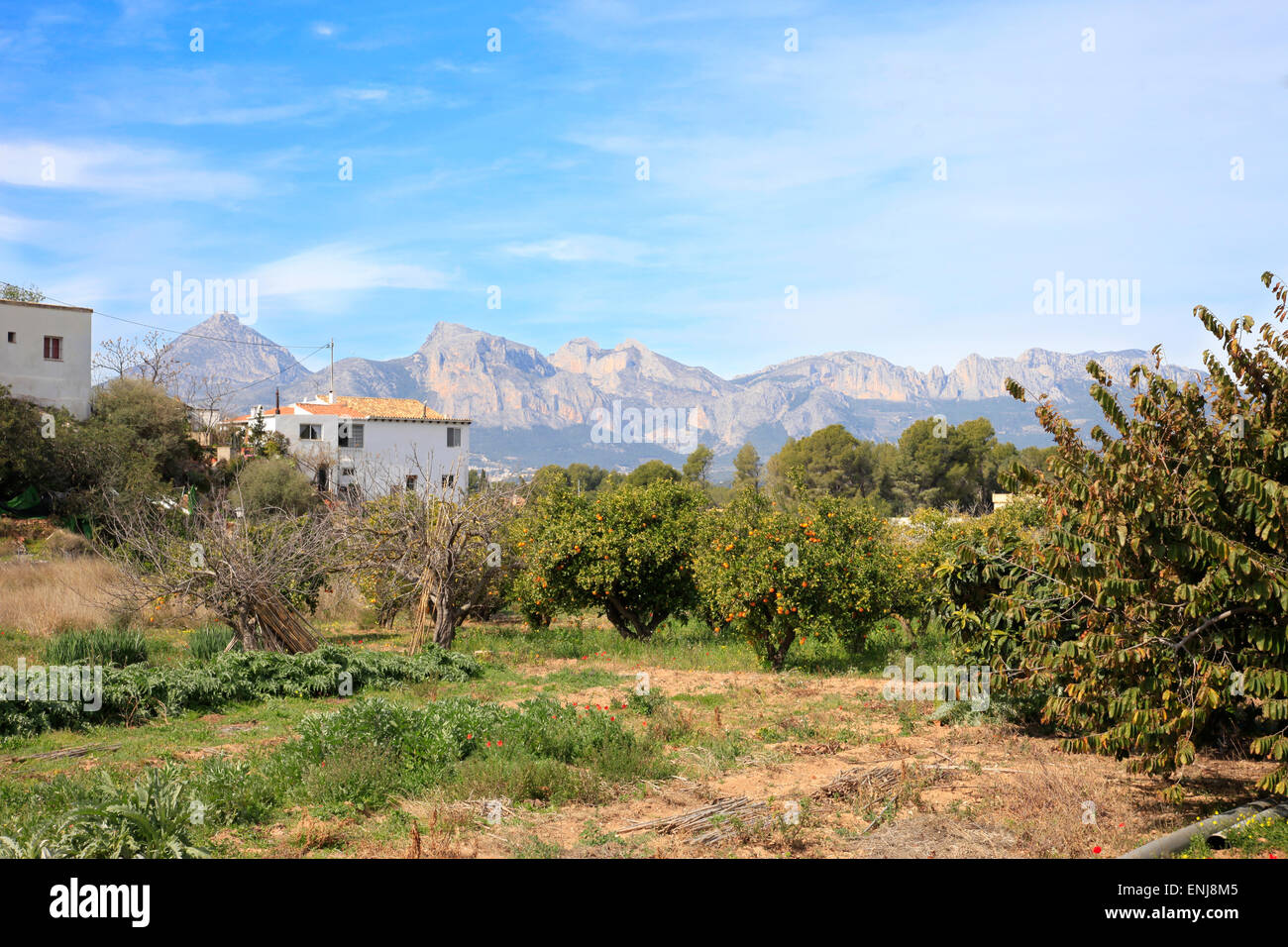 Orange groves in southern Spain Stock Photo Alamy