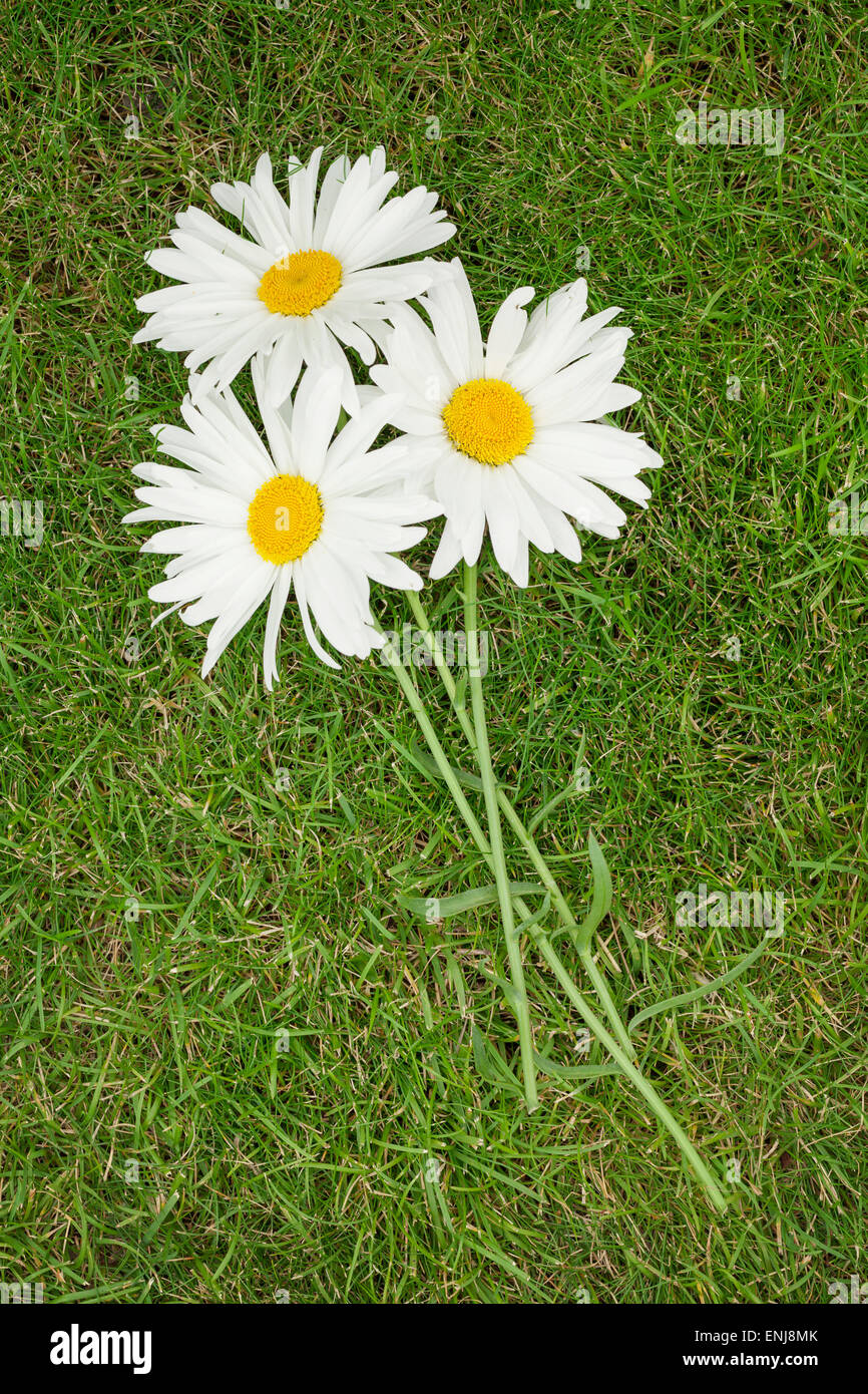 Sunlight over field chamomile hi-res stock photography and images - Alamy