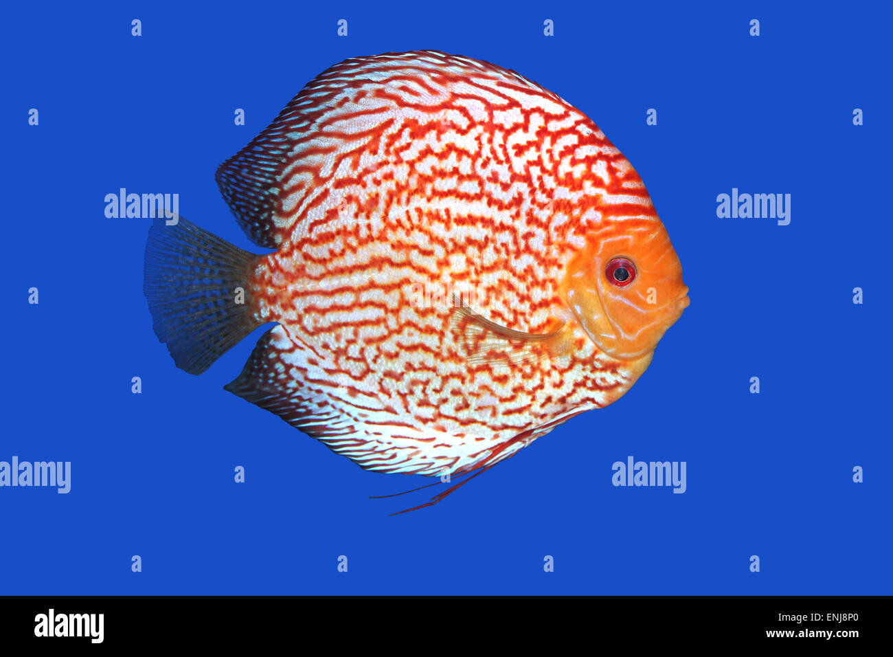 Checkerboard Discus fish in a blue background Stock Photo