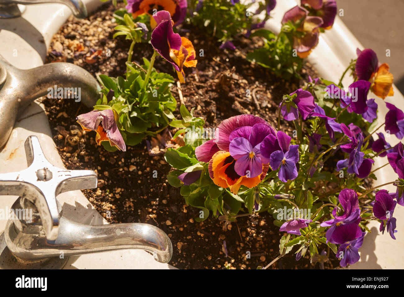 Sink garden, Lancaster, Pennsylvania, USA Stock Photo