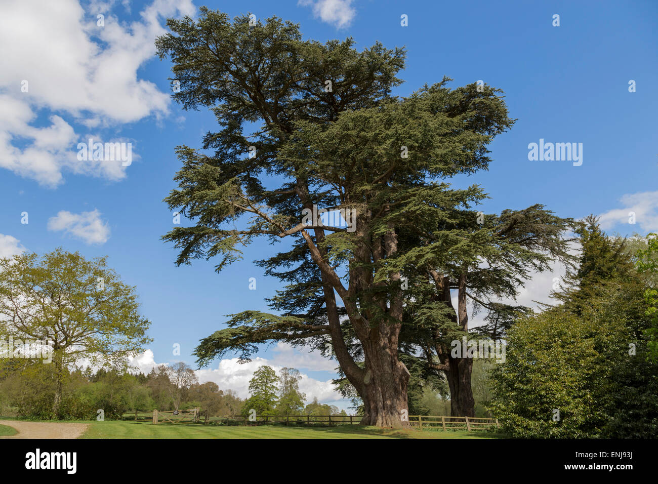 Imposing Blue Cedar in the magnificent park landscape, surrounding Blenheim Palace, Woodstock, Oxfordshire, England, UK. Stock Photo