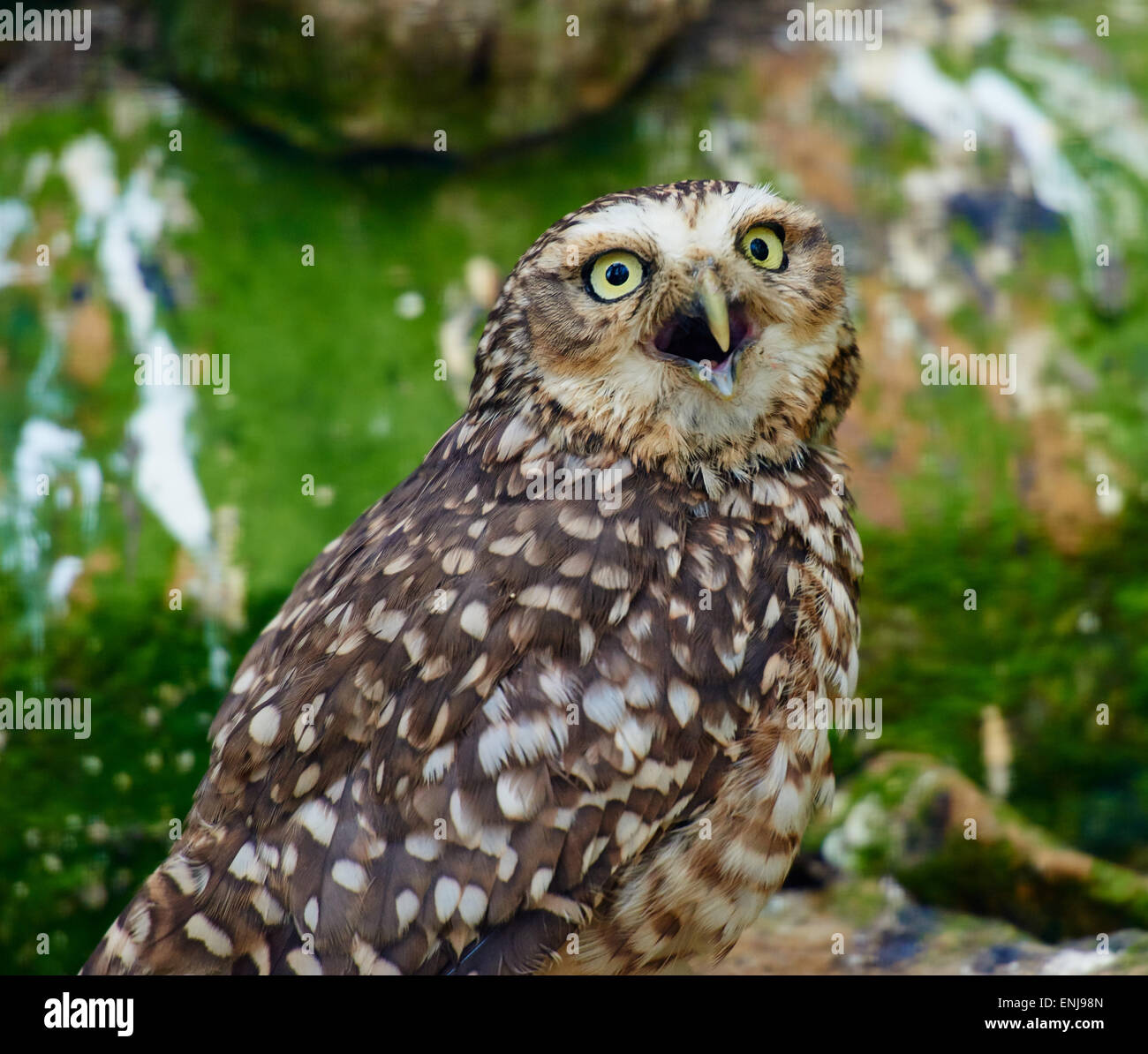 Burrowing Owl Calling Stock Photo