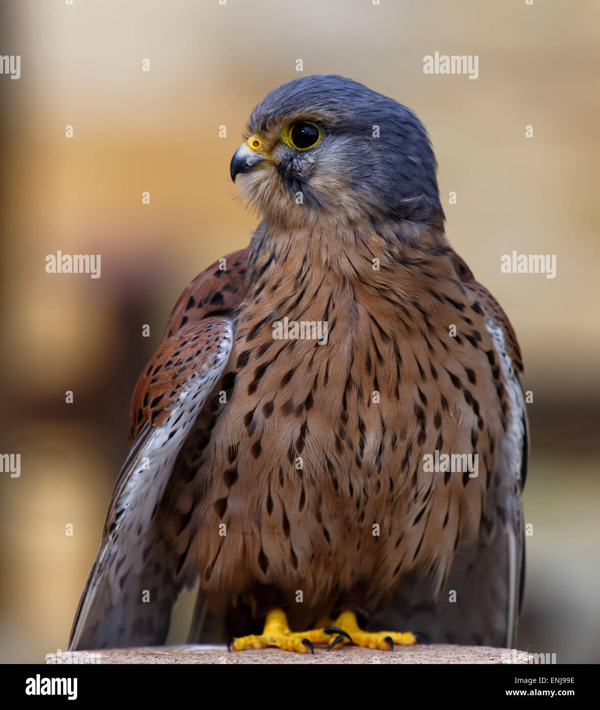 Common Kestrel Perched on log Stock Photo