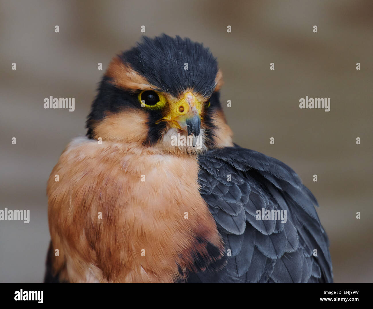 Common Kestrel Perched on log Stock Photo