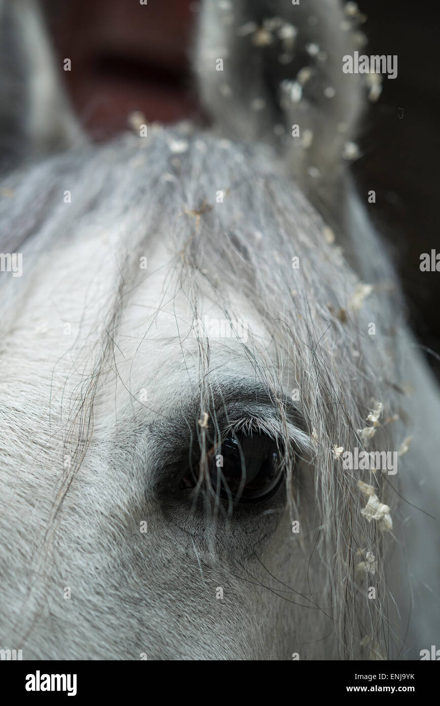 Close up of a grey horse with wood shavings in it's mane. Stock Photo